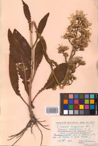 Jacobaea racemosa subsp. kirghisica (DC.) Galasso & Bartolucci, Восточная Европа, Северо-Украинский район (E11) (Украина)