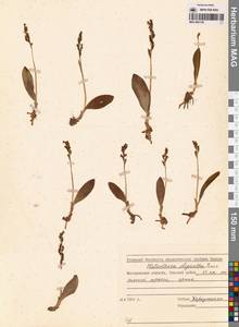 Platanthera oligantha Turcz., Сибирь, Чукотка и Камчатка (S7) (Россия)
