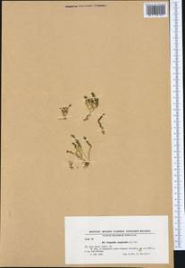 Selaginoides spinulosa (A. Braun ex Döll) Li Bing Zhang & X. M. Zhou, Западная Европа (EUR) (Болгария)