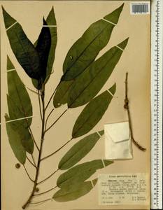Ficus cordata subsp. salicifolia (Vahl) C. C. Berg, Африка (AFR) (Эфиопия)