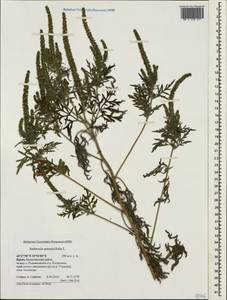 Амброзия полынелистная L., Крым (KRYM) (Россия)