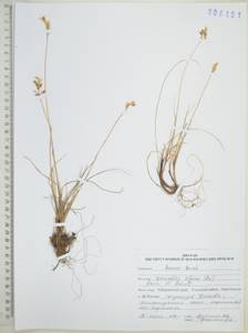 Anthoxanthum monticola (Bigelow) Veldkamp, Сибирь, Дальний Восток (S6) (Россия)