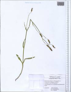 Колокольчик алтайский Ledeb., Восточная Европа, Средневолжский район (E8) (Россия)