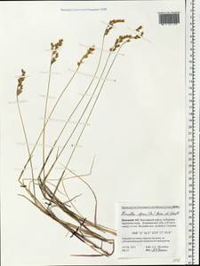 Anthoxanthum monticola (Bigelow) Veldkamp, Восточная Европа, Северный район (E1) (Россия)