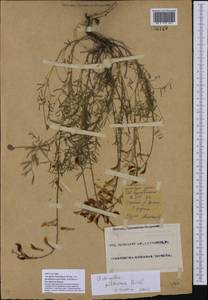 Astragalus kustanaicus Popov, Восточная Европа, Восточный район (E10) (Россия)