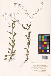 MHA 0 153 502, Незабудка лесная Ehrh. ex Hoffm., Восточная Европа, Литва (E2a) (Литва)