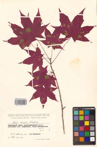 Клен моно, Клен мелколистный (Maxim.) H.Ohashi, Сибирь, Дальний Восток (S6) (Россия)