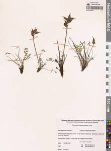 Остролодочник Васильченко Jurtzev, Сибирь, Чукотка и Камчатка (S7) (Россия)