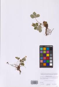 Земляника лесная L., Восточная Европа, Московская область и Москва (E4a) (Россия)