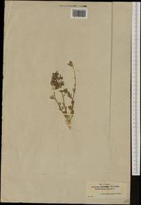 Delphinium peregrinum L., Западная Европа (EUR) (Испания)