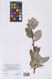 Лох смешиваемый, Лох серебристый Bernh. ex Rydb., Восточная Европа, Московская область и Москва (E4a) (Россия)