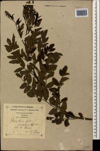 Солодка голая L., Кавказ, Грузия (K4) (Грузия)