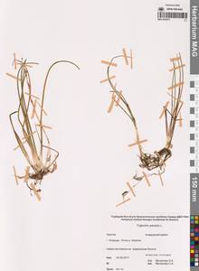 Триостренник болотный L., Сибирь, Чукотка и Камчатка (S7) (Россия)