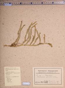 Spinulum annotinum subsp. annotinum, Сибирь, Центральная Сибирь (S3) (Россия)