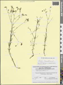 Лен тонколистный L., Кавказ, Ставропольский край, Карачаево-Черкесия, Кабардино-Балкария (K1b) (Россия)