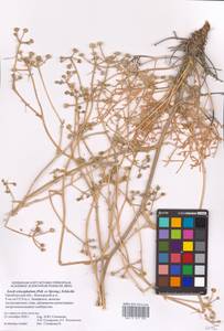 Жабрица пушистоголовая (Pall. ex Spreng.) Schischk., Восточная Европа, Восточный район (E10) (Россия)