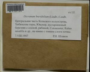 Dicranum brevifolium (Lindb.) Lindb., Гербарий мохообразных, Мхи - Карелия, Ленинградская и Мурманская области (B4) (Россия)