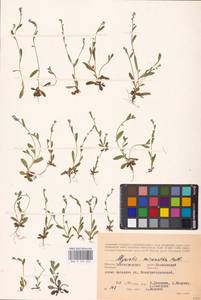 MHA 0 153 223, Незабудка прямостоячая Link ex Roem. & Schult., Восточная Европа, Нижневолжский район (E9) (Россия)