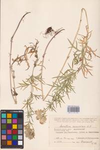 Aconitum anthora subsp. anthora, Восточная Европа, Центральный район (E4) (Россия)