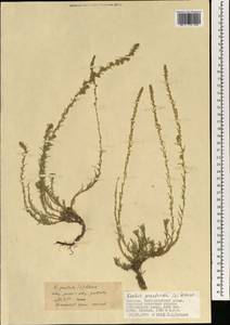 Бассия простертая (L.) Beck, Монголия (MONG) (Монголия)