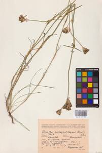 Гвоздика Андржейовского Zapal., Восточная Европа, Южно-Украинский район (E12) (Украина)