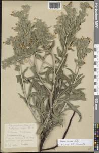 Оносма щетинистая Ledeb., Восточная Европа, Нижневолжский район (E9) (Россия)