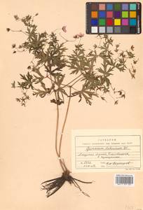 Герань даурская DC., Сибирь, Дальний Восток (S6) (Россия)