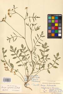 Жерушник лесной (L.) Besser, Восточная Европа, Западно-Украинский район (E13) (Украина)