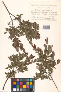 Ива черничная L., Восточная Европа, Московская область и Москва (E4a) (Россия)