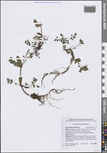 Вероника поточная L., Западная Европа (EUR) (Испания)