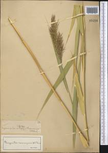 Тростник южный, Тростник обыкновенный (Cav.) Trin. ex Steud., Средняя Азия и Казахстан, Муюнкумы, Прибалхашье и Бетпак-Дала (M9) (Казахстан)