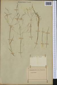 Poaceae, Западная Европа (EUR) (Неизвестно)