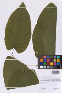 Рейнутрия сахалинская, Сахалинская гречиха (F.Schmidt) Nakai, Восточная Европа, Московская область и Москва (E4a) (Россия)