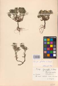 MHA 0 155 129, Живучка елочковидная  (L.) Schreb., Восточная Европа, Центральный лесостепной район (E6) (Россия)