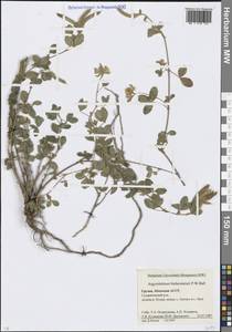 Аргиролобиум Биберштейна P.W.Ball, Кавказ, Абхазия (K4a) (Абхазия)