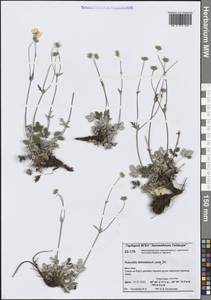 Potentilla × tikhomirovii Jurtzev, Сибирь, Центральная Сибирь (S3) (Россия)