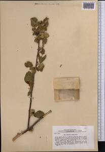 Кизильник замечательный Pojark., Средняя Азия и Казахстан, Памир и Памиро-Алай (M2) (Таджикистан)