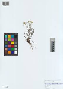 KUZ 005 612, Odontarrhena obovata C.A.Mey., Сибирь, Алтай и Саяны (S2) (Россия)