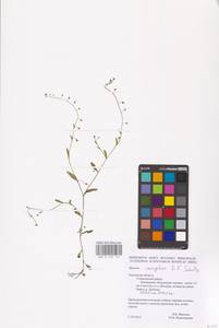 MHA 0 153 110, Myosotis laxa subsp. laxa, Восточная Европа, Центральный район (E4) (Россия)