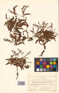 Кенигия аянская (Regel & Tiling) J.H.Xue, Chepinoga & K.P.Ma, Сибирь, Дальний Восток (S6) (Россия)