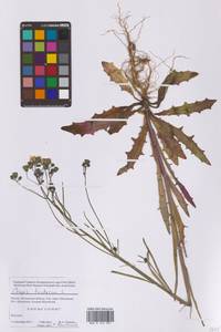 Скерда кровельная L., Восточная Европа, Московская область и Москва (E4a) (Россия)