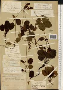 Грушанка малая L., Восточная Европа, Западный район (E3) (Россия)