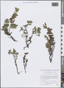 Ива монетовидная Andersson, Сибирь, Якутия (S5) (Россия)