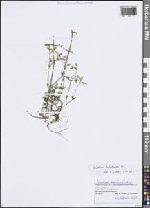 Ясколка костенецевидная, Ясколка дернистая Fr., Восточная Европа, Волжско-Камский район (E7) (Россия)