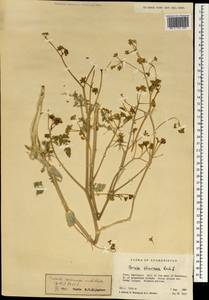 Ferula racemoso-umbellata (Gilli) Rech. fil., Зарубежная Азия (ASIA) (Афганистан)