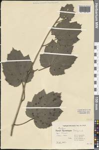 Ежевика, Зарубежная Азия (ASIA) (КНР)