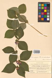 Горошек Ови Hosok., Сибирь, Дальний Восток (S6) (Россия)