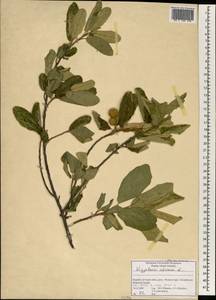 Kiggelaria africana L., Африка (AFR) (ЮАР)