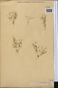 Hypertelis cerviana (L.) Thulin, Средняя Азия и Казахстан, Муюнкумы, Прибалхашье и Бетпак-Дала (M9) (Казахстан)