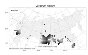 Veratrum nigrum, Чемерица черная L., Атлас флоры России (FLORUS) (Россия)